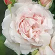 Kép 1/3 - Rosa 'Constanze Mozart®' - rózsaszín - virágágyi floribunda rózsa