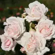 Kép 2/3 - Rosa 'Constanze Mozart®' - rózsaszín - virágágyi floribunda rózsa