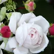 Kép 3/3 - Rosa 'Constanze Mozart®' - rózsaszín - virágágyi floribunda rózsa