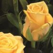 Rosa 'Dukat®' - sárga - climber, futó rózsa