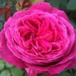 Kép 1/3 - Rosa 'Freifrau Caroline®' - rózsaszín - virágágyi floribunda rózsa