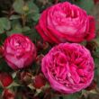 Kép 2/3 - Rosa 'Freifrau Caroline®' - rózsaszín - virágágyi floribunda rózsa