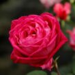 Kép 3/3 - Rosa 'Freifrau Caroline®' - rózsaszín - virágágyi floribunda rózsa