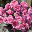 Rosa 'Kiss Me Kate®' - rózsaszín - climber, futó rózsa