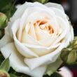 Rosa 'Madame Anisette®' - fehér - sárga - teahibrid rózsa