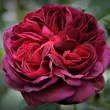 Kép 1/3 - Rosa 'Gräfin Diana®' - rózsaszín - teahibrid rózsa