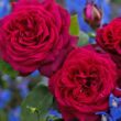 Rosa 'Gräfin Diana®' - rózsaszín - teahibrid rózsa