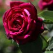 Rosa 'Gräfin Diana®' - rózsaszín - teahibrid rózsa