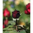 Rosa 'Admiral®' - vörös - nosztalgia rózsa