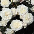 Rosa 'Alabaster®' - fehér - sárga - nosztalgia rózsa