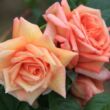 Rosa 'Barock®' - narancssárga - rózsaszín - climber, futó rózsa