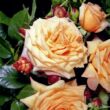 Rosa 'Barock®' - narancssárga - rózsaszín - climber, futó rózsa