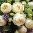 Rosa 'Lemon Rokoko®' - zöld - sárga - nosztalgia rózsa
