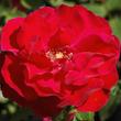 Kép 1/3 - Rosa 'Santana®' - vörös - climber, futó rózsa