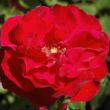 Kép 1/3 - Rosa 'Santana®' - vörös - climber, futó rózsa