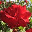 Rosa 'Santana®' - vörös - climber, futó rózsa