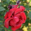 Rosa 'Santana®' - vörös - climber, futó rózsa