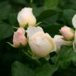 Rosa 'Uetersener Klosterrose®' - fehér - sárga - climber, futó rózsa