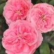 Kép 1/3 - Rosa 'Allure™' - rózsaszín - virágágyi floribunda rózsa