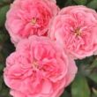 Kép 1/3 - Rosa 'Allure™' - rózsaszín - virágágyi floribunda rózsa