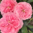 Kép 2/3 - Rosa 'Allure™' - rózsaszín - virágágyi floribunda rózsa