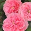 Rosa 'Allure™' - rózsaszín - virágágyi floribunda rózsa