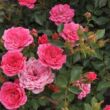 Rosa 'Asteria™' - rózsaszín - törpe - mini rózsa