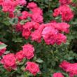 Kép 3/3 - Rosa 'Asteria™' - rózsaszín - törpe - mini rózsa