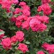 Kép 3/3 - Rosa 'Asteria™' - rózsaszín - törpe - mini rózsa