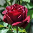 Kép 1/3 - Rosa 'Étoile de Hollande' - vörös - climber, futó rózsa