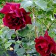 Kép 2/3 - Rosa 'Étoile de Hollande' - vörös - climber, futó rózsa