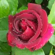 Kép 3/3 - Rosa 'Étoile de Hollande' - vörös - climber, futó rózsa