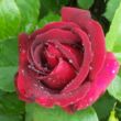 Kép 3/3 - Rosa 'Étoile de Hollande' - vörös - climber, futó rózsa