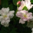 Rosa 'Fimbriata' - fehér - történelmi - régi kerti rózsa