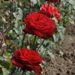 Rosa 'Burgundy™' - vörös - teahibrid rózsa
