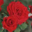 Kép 1/3 - Rosa 'Carmine™' - vörös - teahibrid rózsa