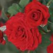 Kép 2/3 - Rosa 'Carmine™' - vörös - teahibrid rózsa