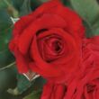 Rosa 'Carmine™' - vörös - teahibrid rózsa