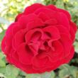 Kép 2/3 - Rosa 'Cherry™' - vörös - teahibrid rózsa