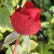 Rosa 'Cherry™' - vörös - teahibrid rózsa