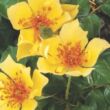 Kép 3/3 - Rosa 'Ducat™' - sárga - virágágyi floribunda rózsa