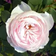 Kép 1/3 - Rosa 'Herzogin Christiana®' - rózsaszín - virágágyi floribunda rózsa