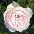 Kép 1/3 - Rosa 'Herzogin Christiana®' - rózsaszín - virágágyi floribunda rózsa