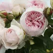 Kép 2/3 - Rosa 'Herzogin Christiana®' - rózsaszín - virágágyi floribunda rózsa