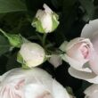 Kép 3/3 - Rosa 'Herzogin Christiana®' - rózsaszín - virágágyi floribunda rózsa