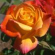 Kép 1/3 - Rosa 'Joseph's Coat' - narancssárga - climber, futó rózsa