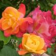 Kép 2/3 - Rosa 'Joseph's Coat' - narancssárga - climber, futó rózsa