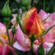 Rosa 'Joseph's Coat' - narancssárga - climber, futó rózsa