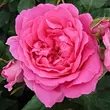 Kép 1/3 - Rosa 'Pink Cloud' - rózsaszín - climber, futó rózsa