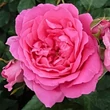 Kép 1/3 - Rosa 'Pink Cloud' - rózsaszín - climber, futó rózsa